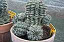 GYMNOCALYCIUM BALDIANUM.jpg